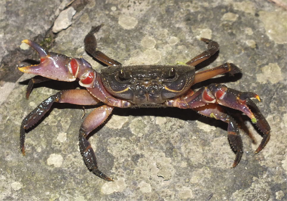 Пресноводные крабы Ю.-В. Азии Crab1