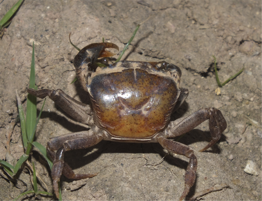 Пресноводные крабы Ю.-В. Азии Crab10