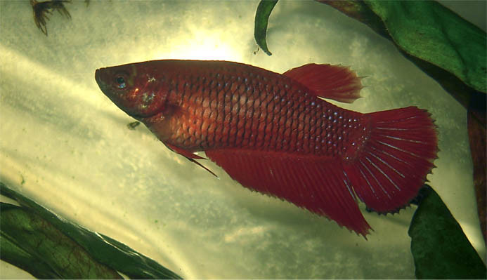 Betta coccina