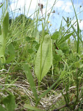 Ophioglossum