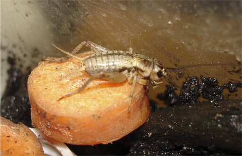 Acheta domesticus