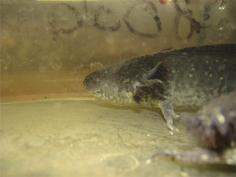 Ambystoma tigrina