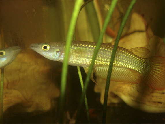 Aplocheilus lineatus