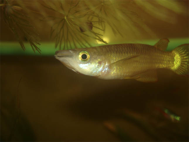 Aplocheilus lineatus