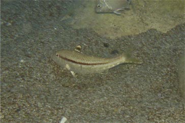 Mullus surmulentus