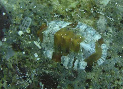 Chiton sp.