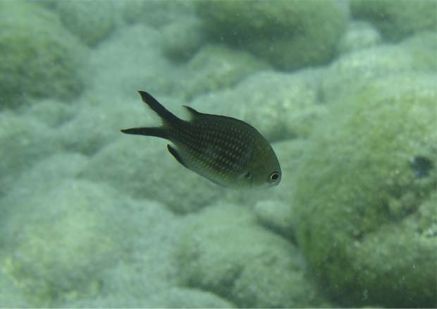 Chromis chromis