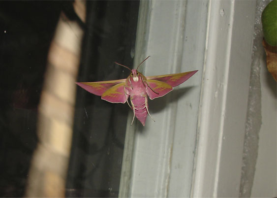 flying hawk moth Deilephila elpenor...