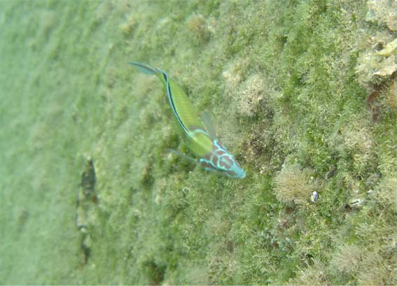 Thalassoma pavo