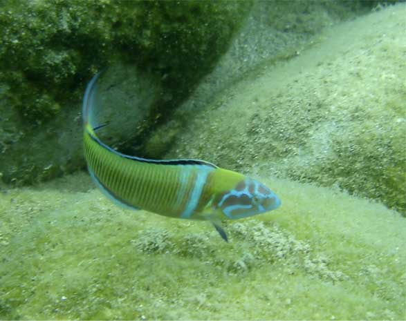 Thalassoma pavo