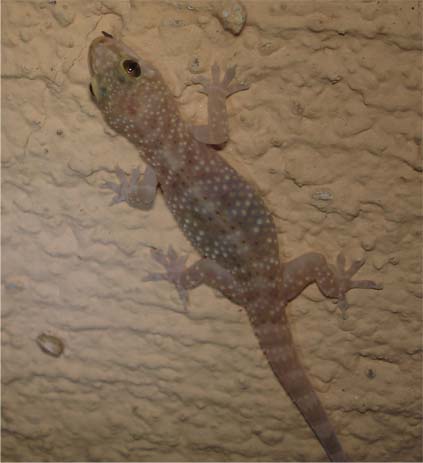 Hemidactylus turcicus