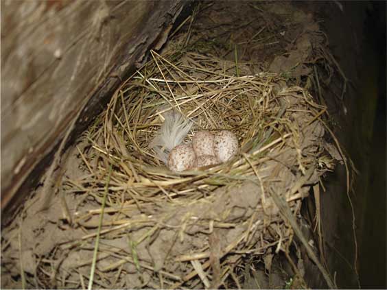 swallow eggs