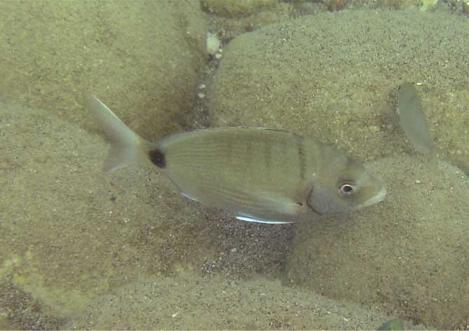 Diplodus puntazzo