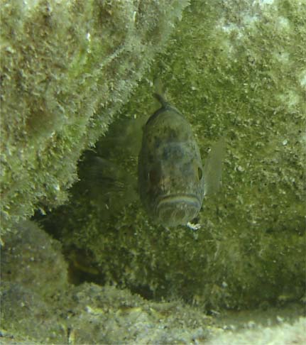 Epinephelus marginatus