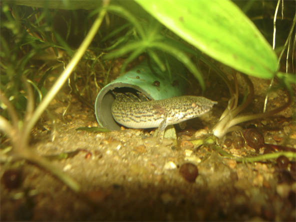 Polypterus bichir