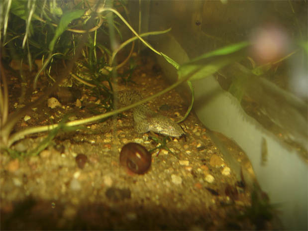 Polypterus bichir