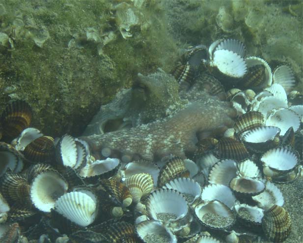 Octopus vulgaris