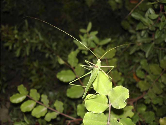 Phaneroptera sp.