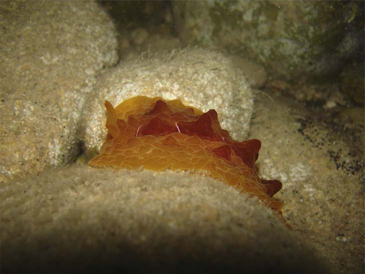 Pleurobranchus testudinarius