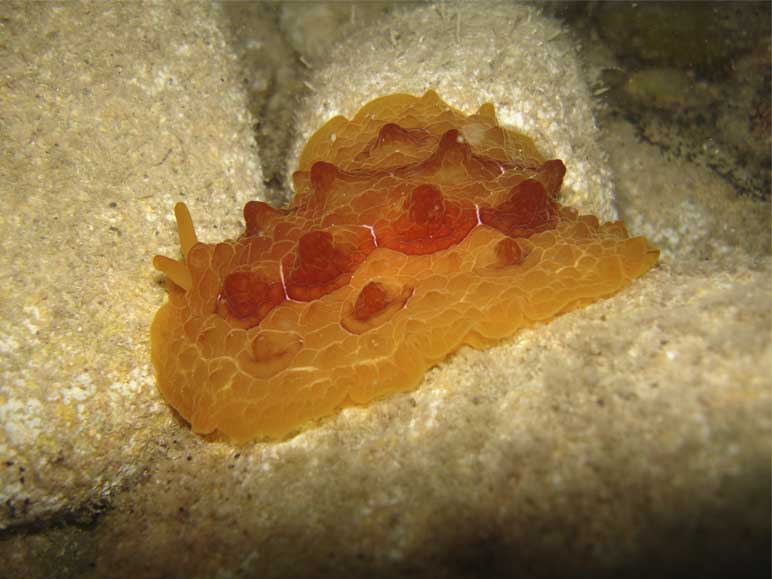 Pleurobranchus testudinarius