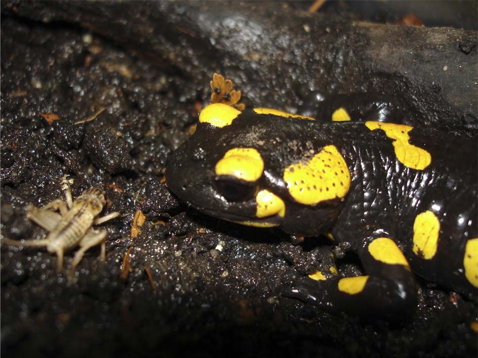 Salamandra salamandra