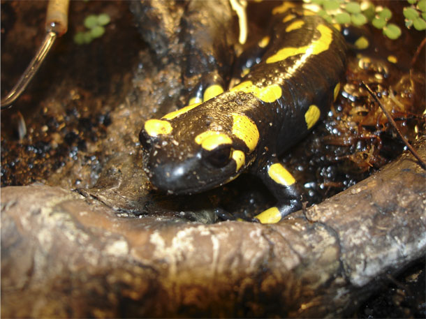 Salamandra salamandra