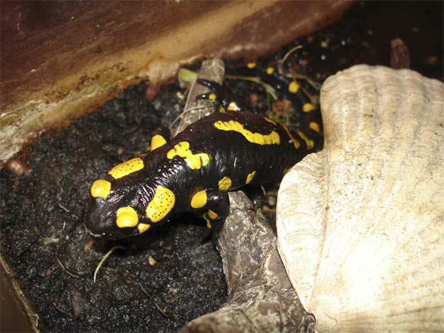 Salamandra salamandra