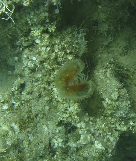 Protula sp.