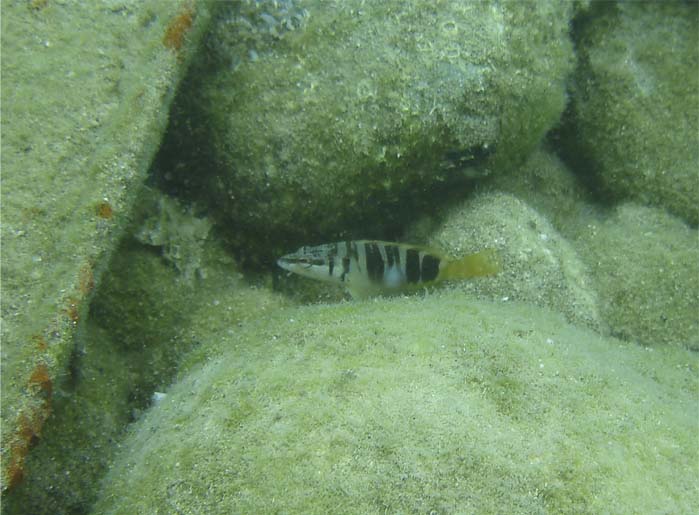 Serranus scriba