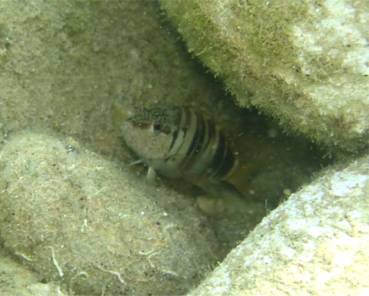 Serranus scriba