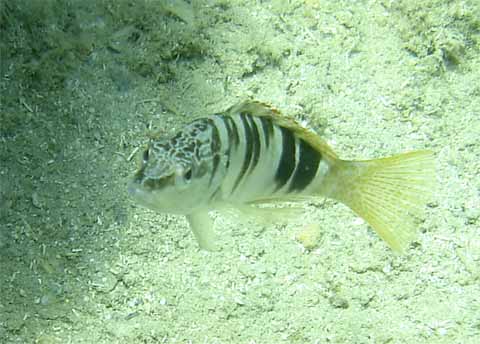 Serranus scriba