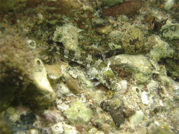 Coryphoblennius galerita