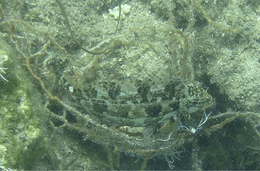 Coryphoblennius galerita