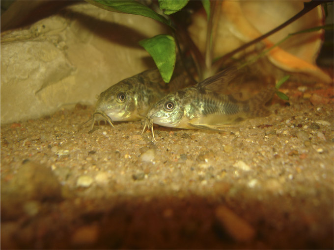 Corydoras maculatus