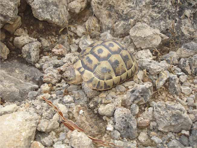 Testudo graeca