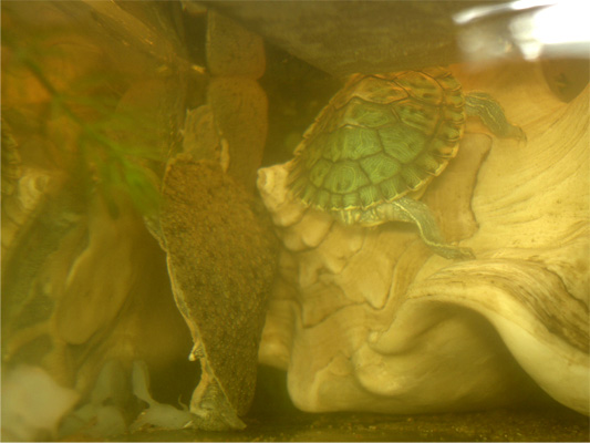 Soft shell turtle and red eared turtle