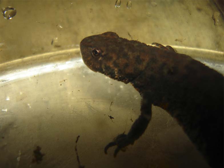 Triturus karelini